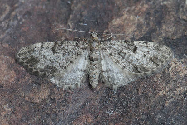 Eupithecia tantillaria: Bild 28