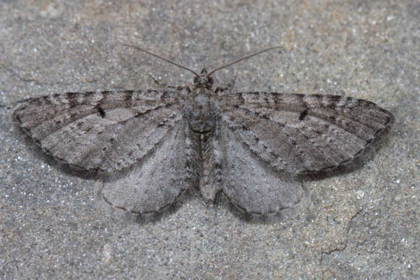 Eupithecia intricata: Bild 7