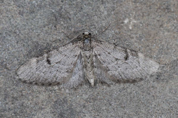 Eupithecia indigata: Bild 4