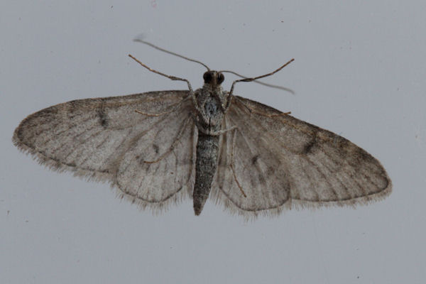 Eupithecia indigata: Bild 11