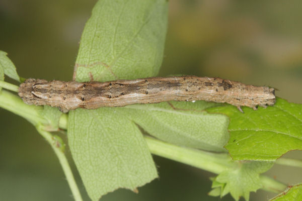 Crocallis tusciaria: Bild 41