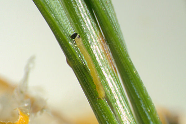 Eupithecia indigata: Bild 9