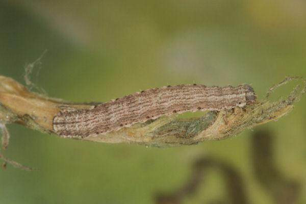Scotopteryx octodurensis: Bild 56