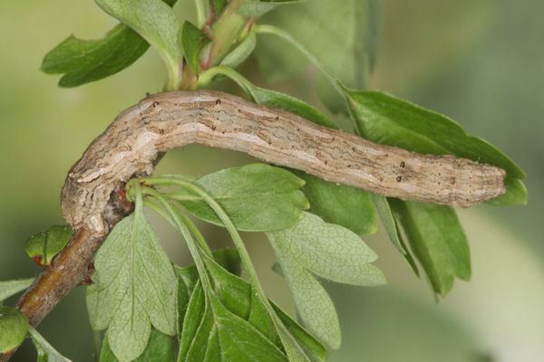 Crocallis tusciaria: Bild 47