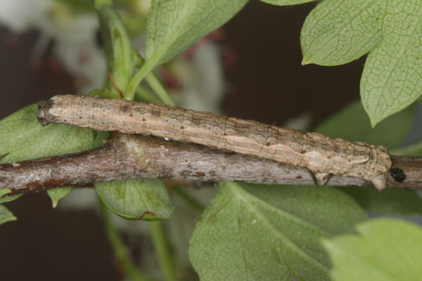 Crocallis tusciaria: Bild 46