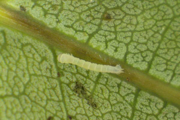 Lobophora halterata: Bild 6