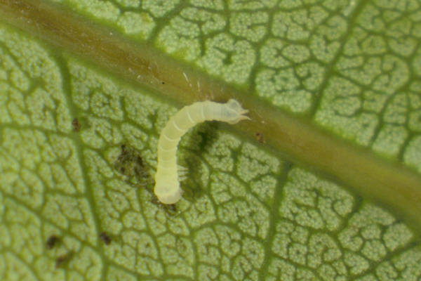 Lobophora halterata: Bild 7