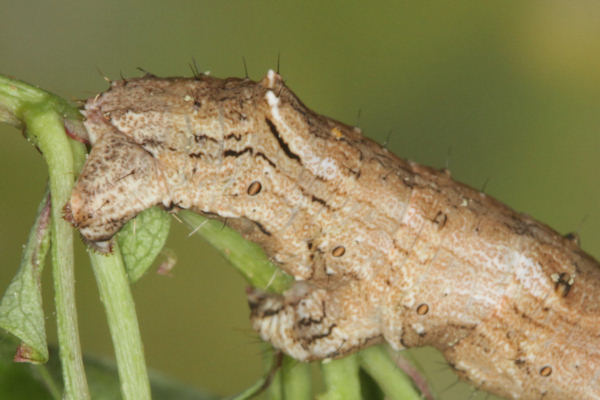 Crocallis tusciaria: Bild 50