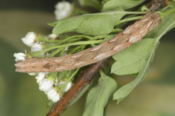 Crocallis tusciaria: Bild 52