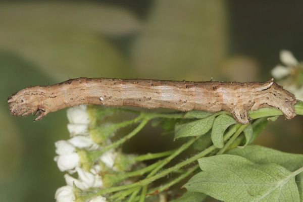 Crocallis tusciaria: Bild 53