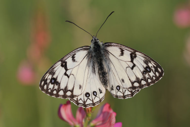 Melanargia arge: Bild 2