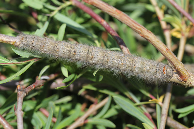 Poecilocampa populi: Bild 6