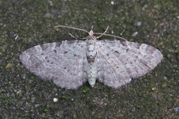 Pasiphila debiliata: Bild 6