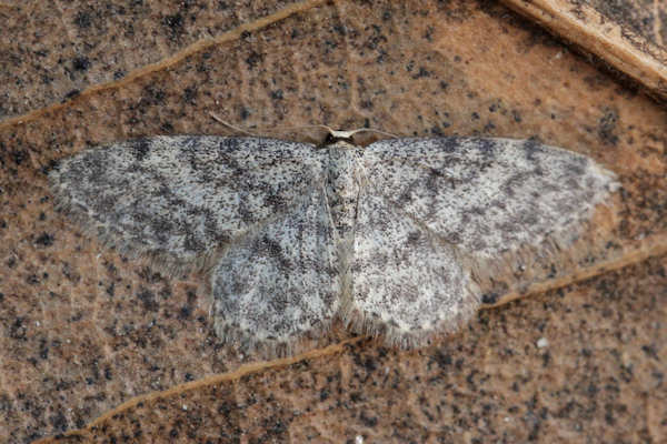 Idaea typicata: Bild 18