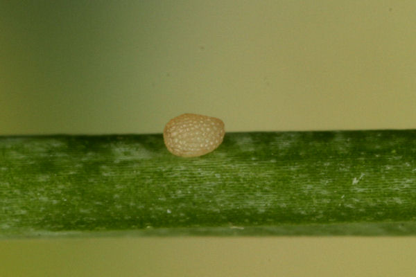 Idaea typicata: Bild 4