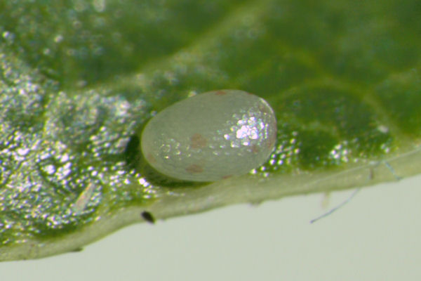 Cyclophora punctaria: Bild 1