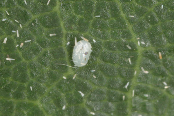 Cyclophora punctaria: Bild 3