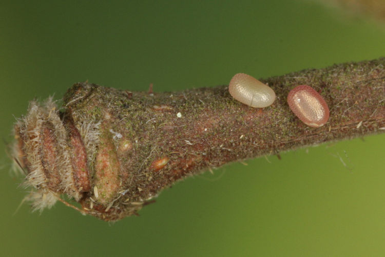 Angerona prunaria: Bild 3