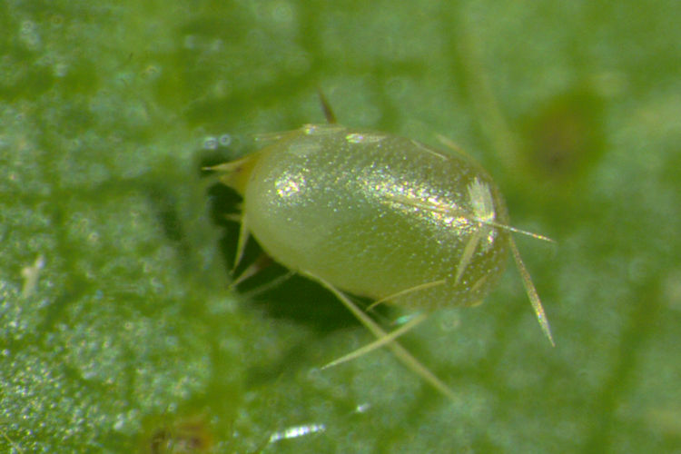 Angerona prunaria: Bild 4