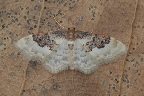 Idaea rusticata: Bild 5