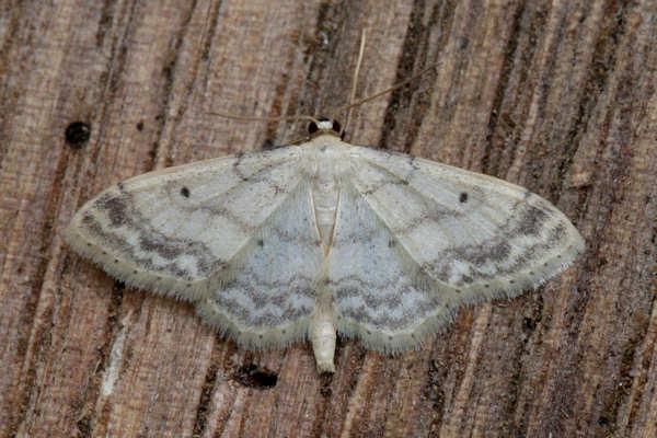 Idaea biselata: Bild 14