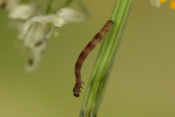 Idaea pallidata: Bild 1