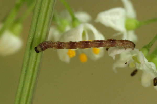 Idaea pallidata: Bild 3