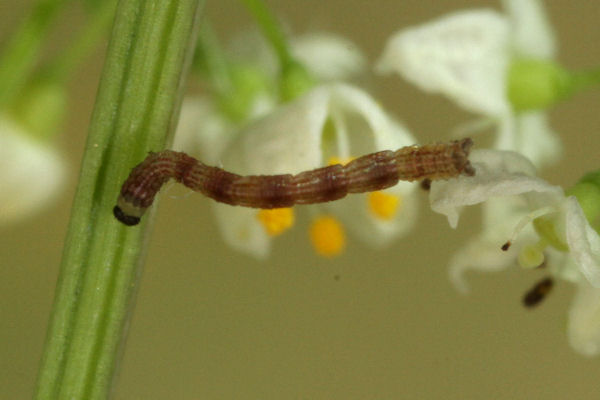 Idaea pallidata: Bild 4