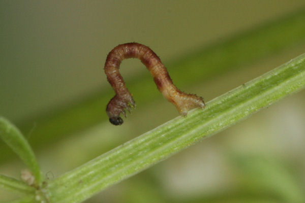 Idaea pallidata: Bild 5