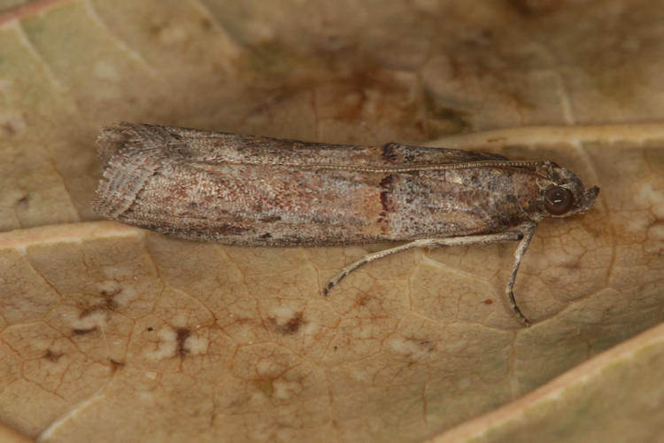 Acrobasis bithynella: Bild 4