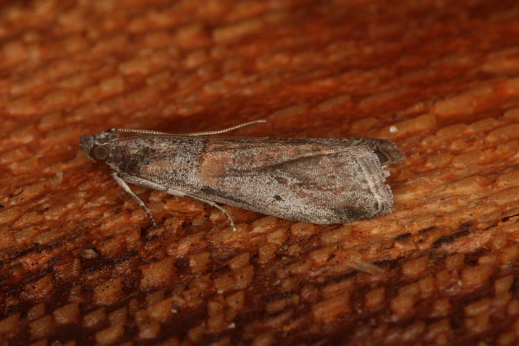 Acrobasis bithynella: Bild 5