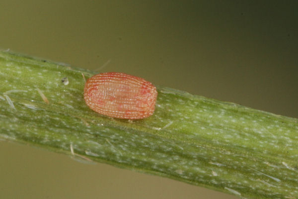 Rhodostrophia calabra: Bild 3