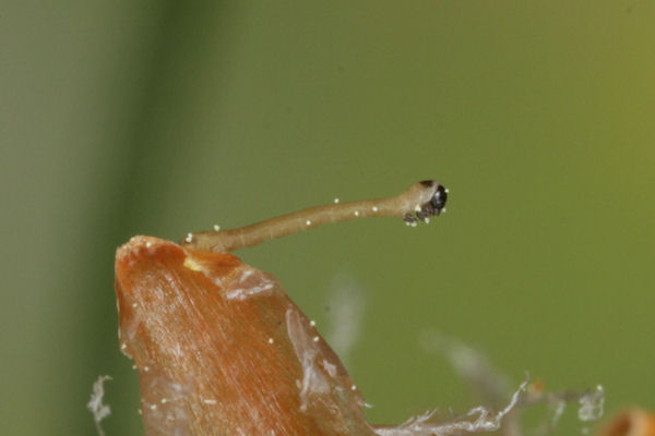 Eupithecia indigata: Bild 13