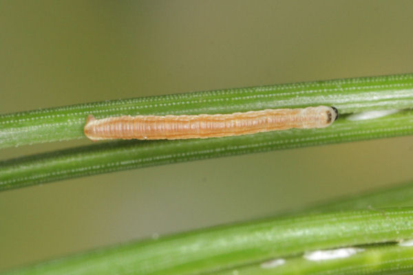 Eupithecia indigata: Bild 20
