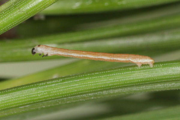 Eupithecia indigata: Bild 21