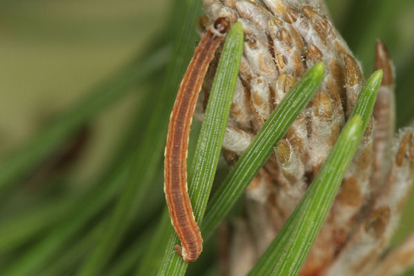 Eupithecia indigata: Bild 37