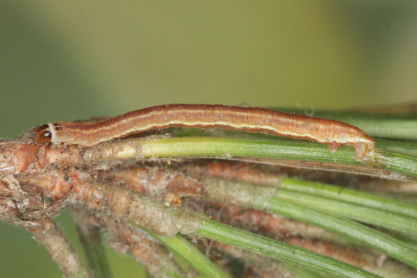 Eupithecia indigata: Bild 42