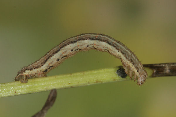 Coenotephria salicata: Bild 19
