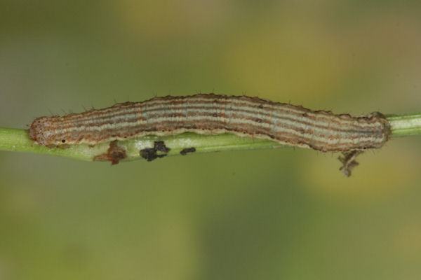 Coenotephria salicata: Bild 21