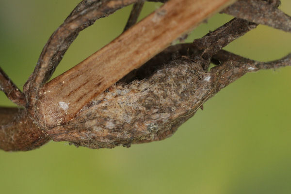 Coenotephria salicata: Bild 36