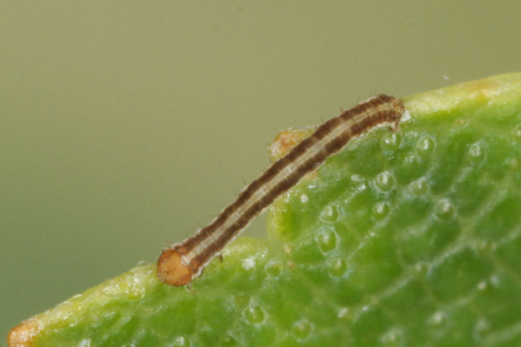 Hypomecis roboraria: Bild 7