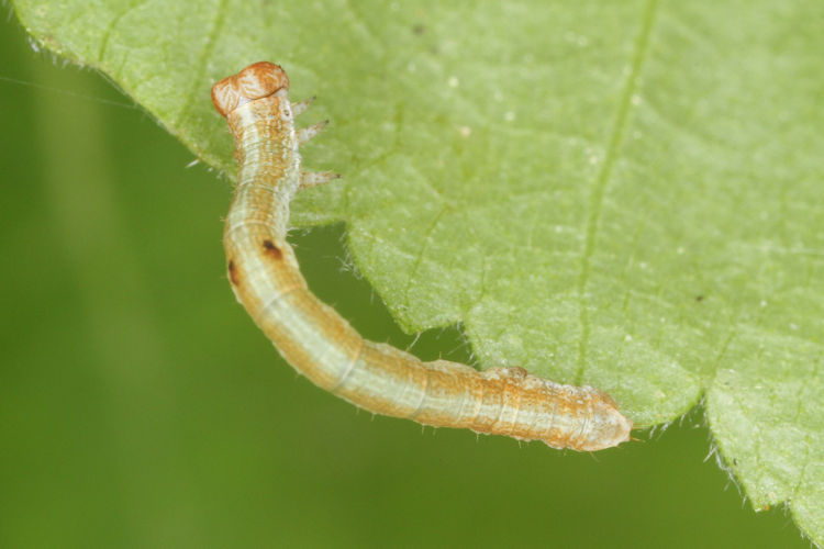 Hypomecis roboraria: Bild 10