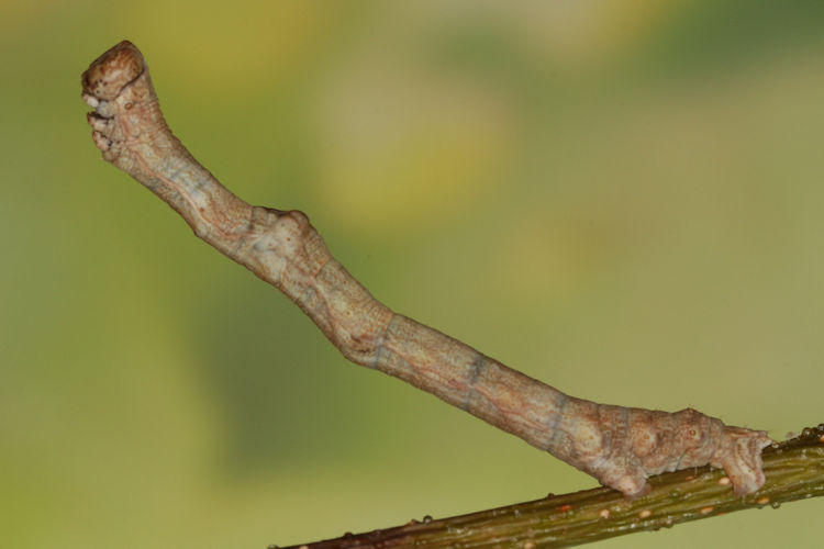 Hypomecis roboraria: Bild 13
