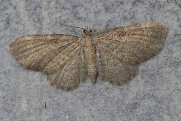 Eupithecia immundata: Bild 1