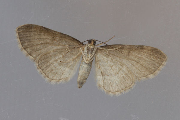 Eupithecia immundata: Bild 7