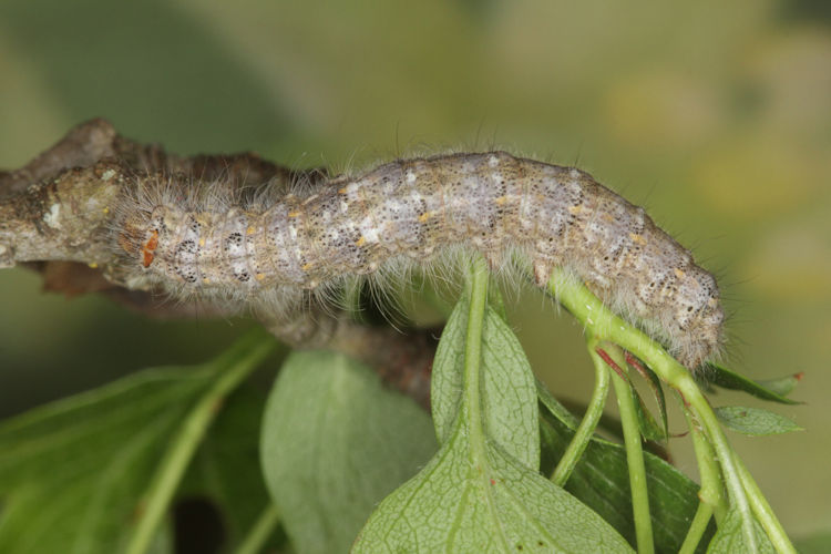 Poecilocampa populi: Bild 7