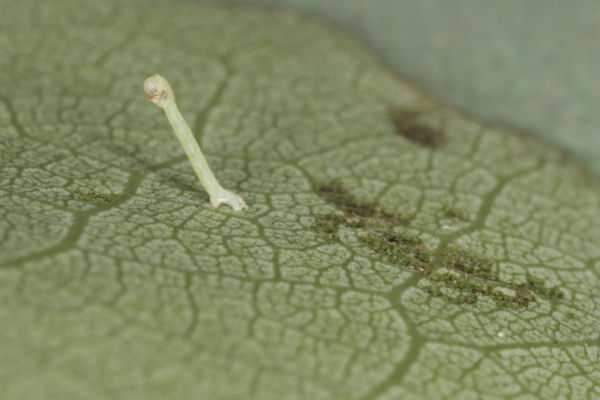 Lobophora halterata: Bild 8