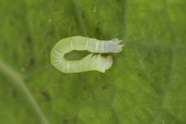 Lobophora halterata: Bild 11