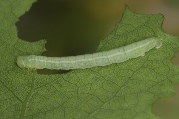 Lobophora halterata: Bild 19