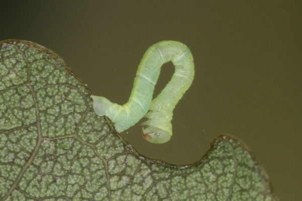 Lobophora halterata: Bild 15